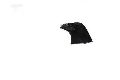 raaf-sneeuw1.jpg