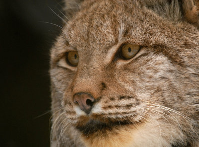 lynx1.jpg