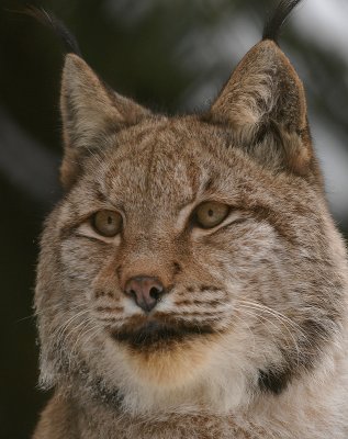 lynx2.jpg