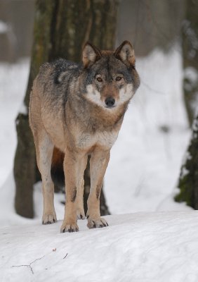 wolf5.jpg