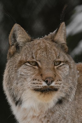 lynx3.jpg