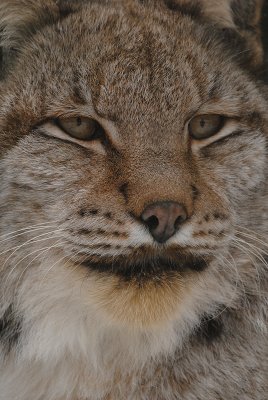 lynx4.jpg