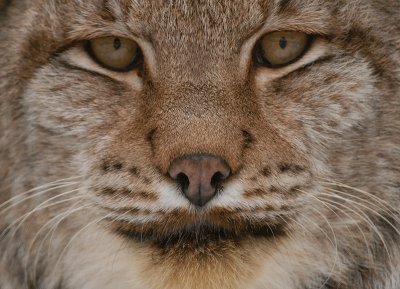 lynx5.jpg