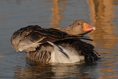 gr-gans1.jpg