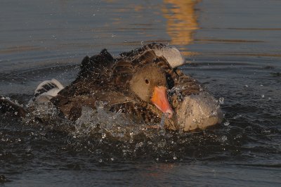 gr-gans2.jpg