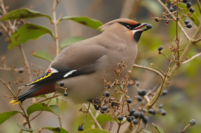 pestvogel-2.jpg