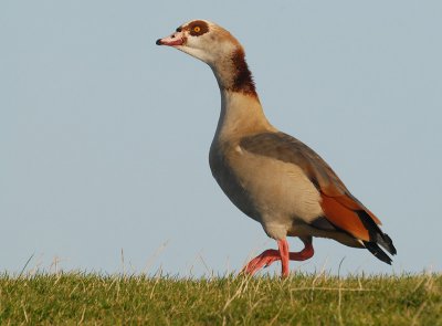 Nijlgans