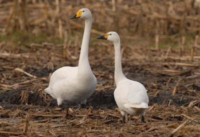 Kleine Zwaan