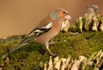 vink.jpg