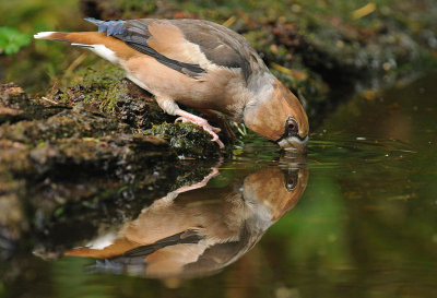 Appelvink-drinkend.jpg