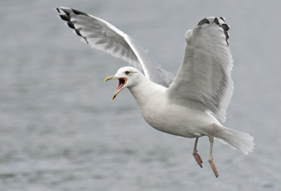 Caspian gull adult winter