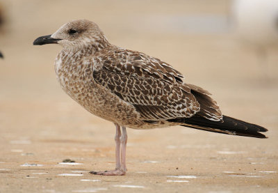 Yellow-Legged-Gull-juvenile-Algrave-okt-2012.jpg