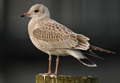 Common-Gull-okt-Grou-Holland-Juvenile.jpg