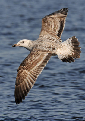 Caspian-gull-first-winter-march-2012-grou-holland.jpg