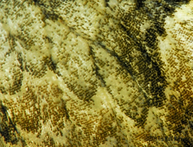 Pigment on the butterflys wing