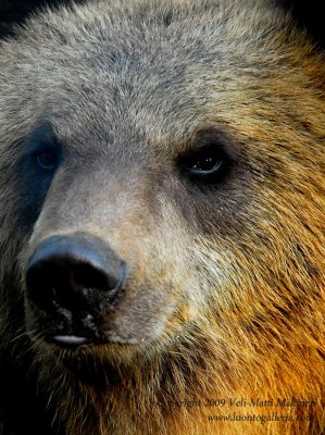 Brown Bear