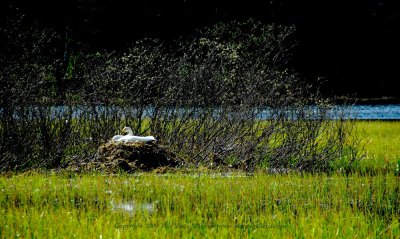 A swan is sitting on eggs among flowering willows