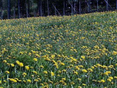 Common Dandelion Field