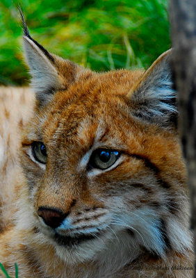 Lynx