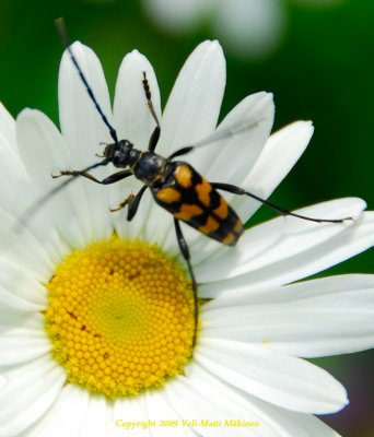 Beetle and Oxeye daisy