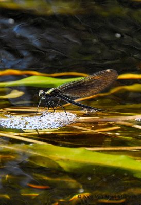 Damselfly