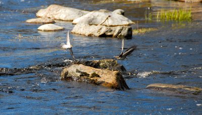 Sandpipers mating-flight