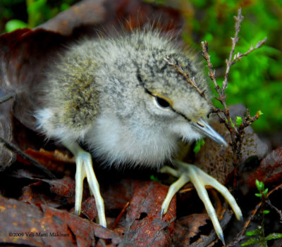 Common sandpiper's chick