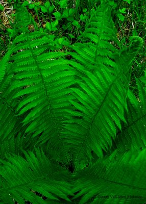 Fern