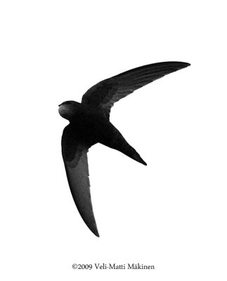 Common Swift