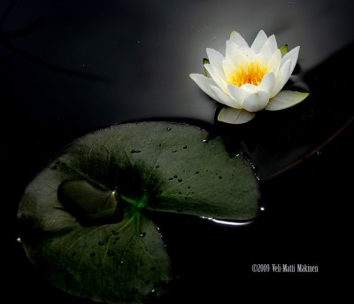 Waterlily in limited light