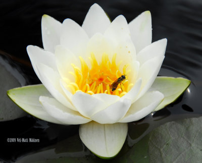 Hoverfly in waterlily
