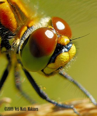 Dragonfly's head and compound eyes