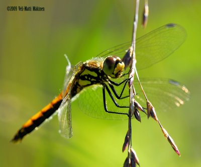 Dragonfly in August