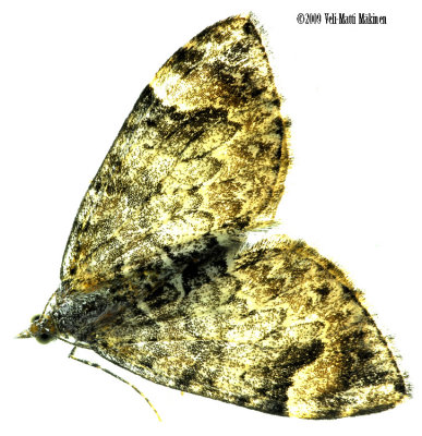 Peppered Moth - Biston betularia