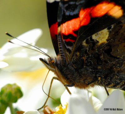 Details in the Red Admiral