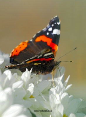 Red Admiral