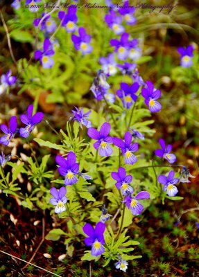 Heartsease - Viola tricolor