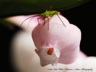 Aphis on the Northern Bilberry's flower