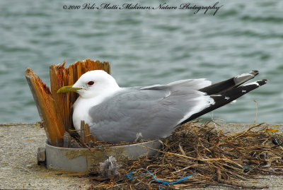 Choice of the nest by the Common Gull