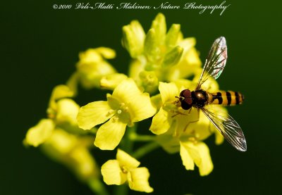 Hoverfly - Syrphidae