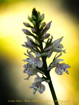 Moorland Spotted Orchid (Dactylorhiza maculata), Finnish Orchid