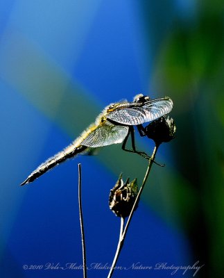 Dragonfly's profile