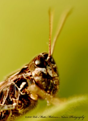 Grasshopper's head