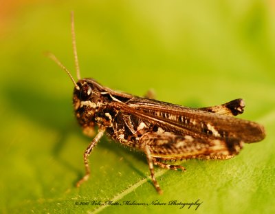  Grasshopper