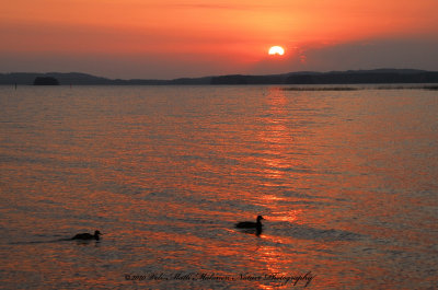 The Sunset Ducks