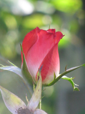 Roses