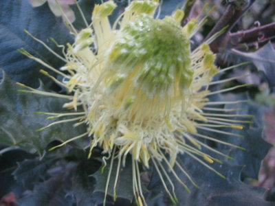 Australian Wildflowers