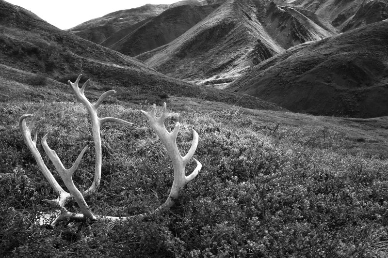 Trek in Denali