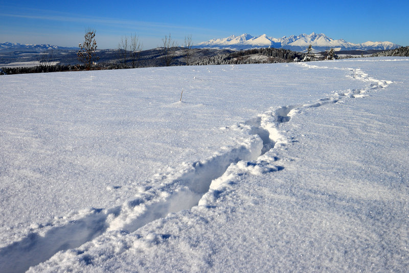 Winter landscape