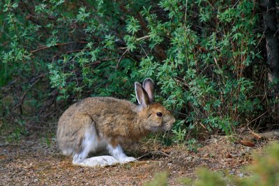 Showshoe hare